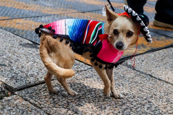 Top 10 des costumes amusants pour chiens à essayer