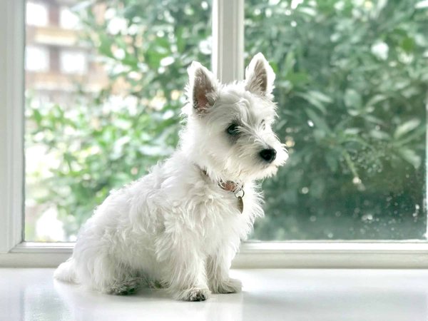 Comment utiliser les principes de l'enrichissement environnemental pour un chien de race West Highland White Terrier?