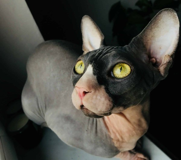 Quelles sont les implications éthiques de l'élevage de chats de race Sphynx ?